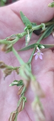 Schenkia spicata