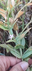 Schenkia spicata