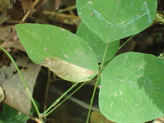 Macrosaccus morrisella