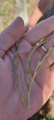 Schenkia spicata