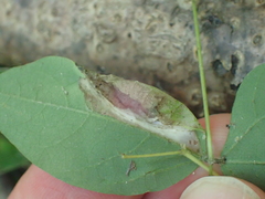 Macrosaccus morrisella