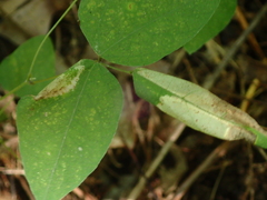 Macrosaccus morrisella