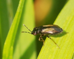 Geocoris ater