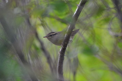 Urosphena squameiceps