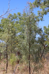 Grevillea parallela
