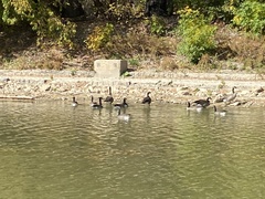 Branta canadensis