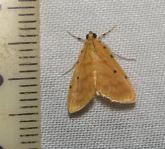 Notarcha quaternalis