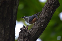 Sitta europaea amurensis
