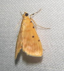 Notarcha quaternalis