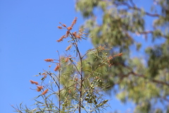 Grevillea parallela
