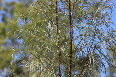 Grevillea parallela