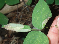 Macrosaccus morrisella