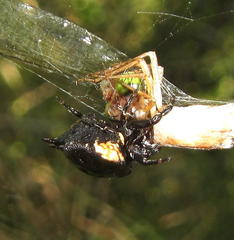 Isoxya tabulata