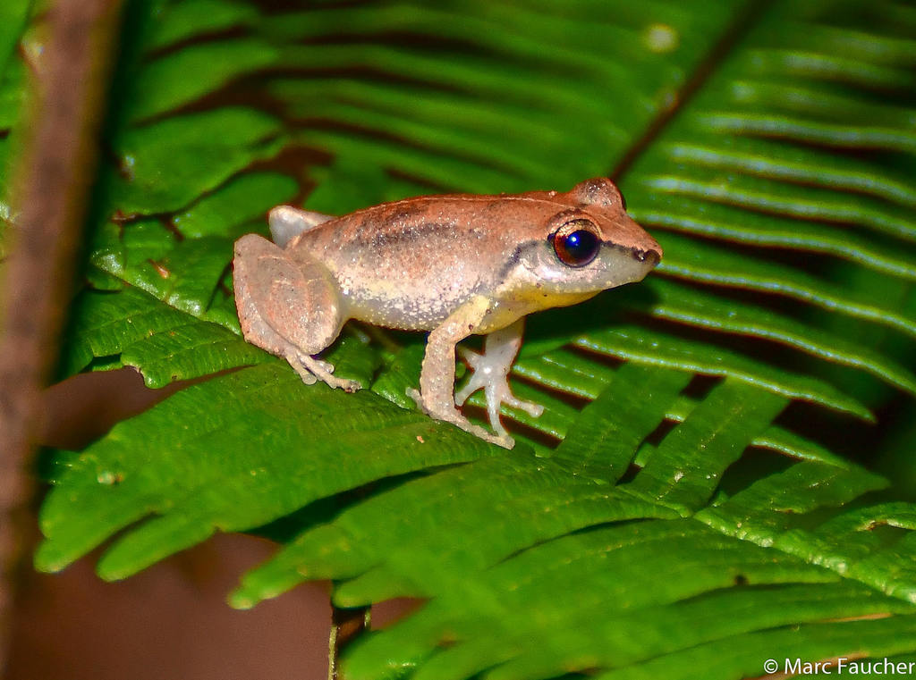 Cuban Telegraphic Frog