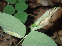 Macrosaccus morrisella