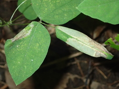 Macrosaccus morrisella