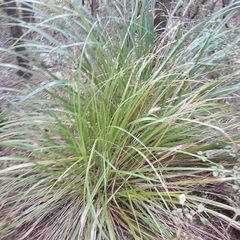 Carex virgata