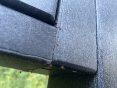 Tetramorium bicarinatum