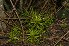Tillandsia incarnata