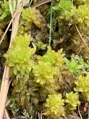 Sphagnum miyabeanum