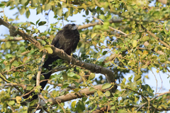 Crotophaga sulcirostris