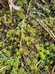 Sphagnum miyabeanum