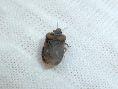 Neoleprosoma argentinensis