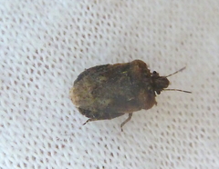 Neoleprosoma argentinensis