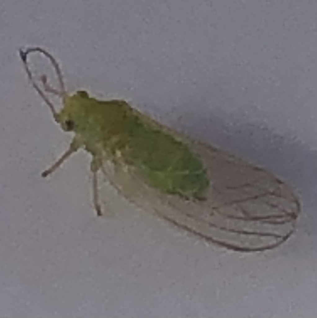 Jumping plant louse