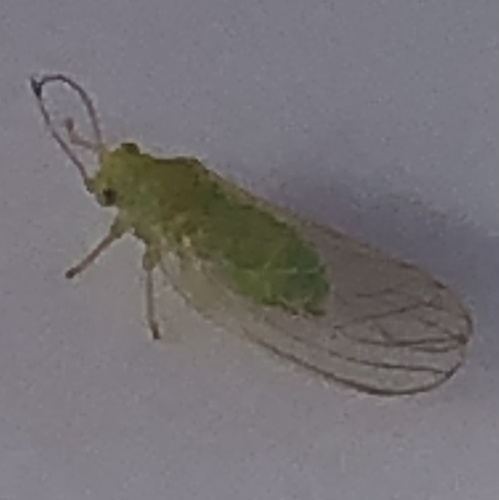 Jumping plant louse