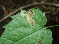 Liriomyza limopsis