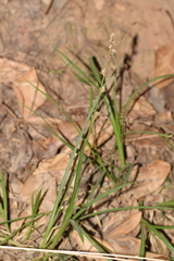 Carex divulsa divulsa