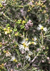 Melaleuca brevifolia