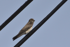 Stelgidopteryx serripennis