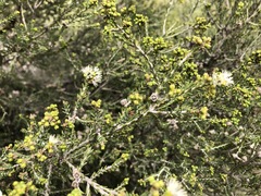 Melaleuca brevifolia