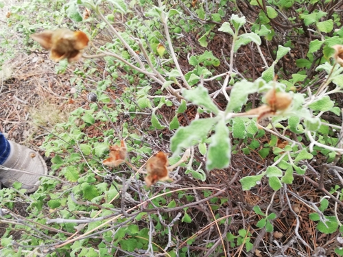 Cistus tauricus, photograph 6