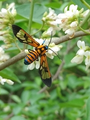 Gymnelia ethodaea