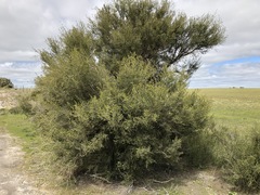 Melaleuca brevifolia