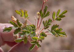 Potentilla rivalis