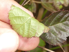 Rubus heterophyllus