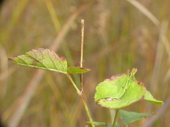 Rubus heterophyllus