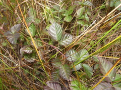 Rubus heterophyllus