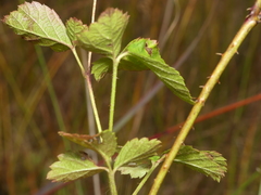 Rubus heterophyllus