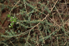 Adenocarpus telonensis