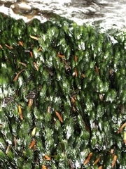 Fissidens grandifrons