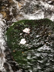 Fissidens grandifrons