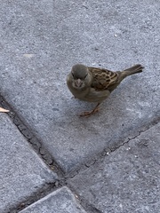 Passer domesticus