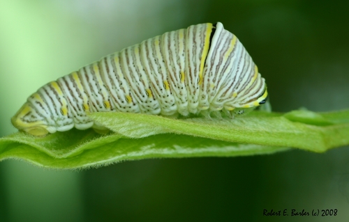Zebra Swallowtail photo 5