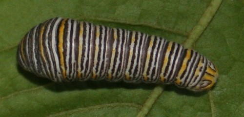 Zebra Swallowtail photo 4