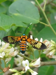 Gymnelia ethodaea